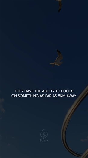 Learn Leadership Principles from an Eagle