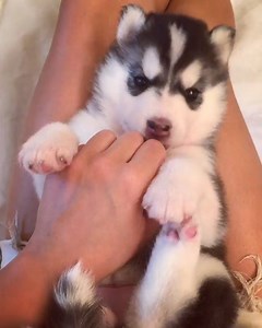 478K views · 20K reactions | breed me♥ @mywinterfells.siberian_huskies | Lookat Pet | Facebook