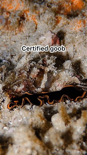 Funny Flatworm Bonking Into Rubble in the Reef 🪱💥