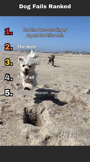 Top 5 Dog Fails Ranked 🤣 which one is your favourite?