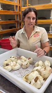 These little guys got a little help hatching out. Theyre so cute! 🥚 • • • _fix_001_fix_000 #reticulated #zoolife #wow #babysnakes #reptilelover #animallovers #babies #python #snakesoftiktok #wildlife #cuteanimals #animalsoftiktok #babyanimals | Rhonda Ranger