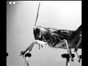 Ladder-walking locust experiment