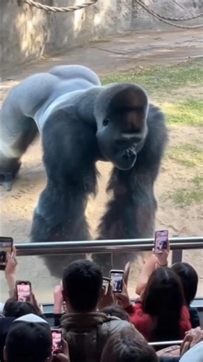 Gorilla Does Push-Ups Like a Bodybuilder 😱 | Crowd Goes Wild at the Zoo