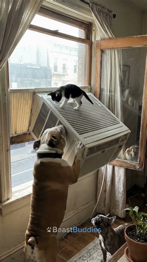 Kitten on Tipping Window AC Unit... Bulldog Stabilizes It! 🐕❄️
