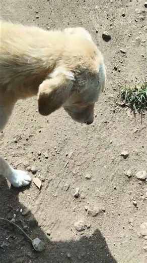 variable ke kya dekhenge URL hoga ya nahin