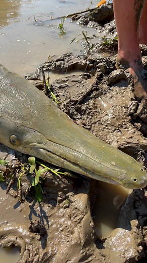 11M views · 133K reactions | Mistakes were made #thefishwhisperer #fish #fishing #reels #nature #wildlife #animals #pets #facebookreels | The Fish Whisperer | Facebook