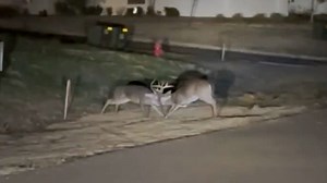 'Are they stuck?' Antler-locking bucks spar over nearby does.