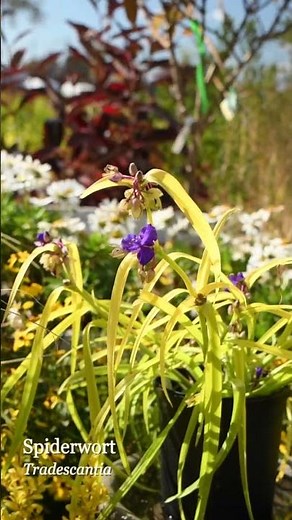 Spiderwort (Tradescantia) - A Native Eye-Catching, Iris-Like Re-Bloomer!