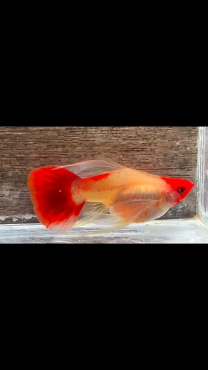 20 reactions · 3 comments | Koi glass belly short body ribbon | Max Guppy | Facebook