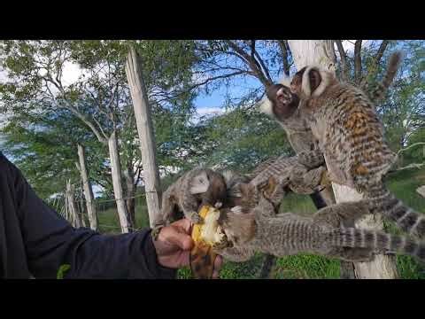 Looking for a group of marmosets, and I found another group instead. #marmoset #babies