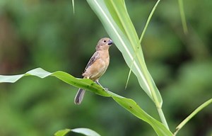 Black billed seed finch - Alchetron, the free social encyclopedia