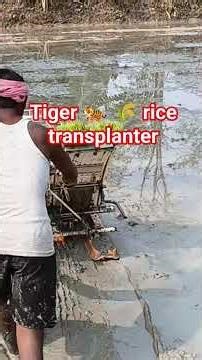 Rice transplanter matchine working on paddy field #farminggalaxy #viral #tending