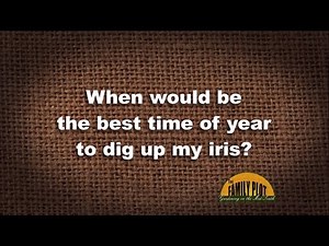 Q&A - When should I dig up my iris?