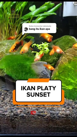 ikan platy sunset #platysunset #ikanplaty #platy
