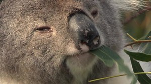 History Of Life On Earth