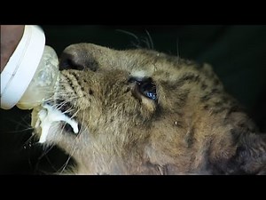 Wild Moments from Cubs to Chimps (4K Documentary)