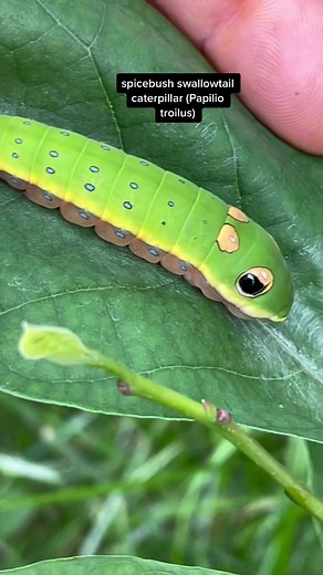 Nature-inspired Garden Project: Pollinators, Native Plants & Wildlife Conservation