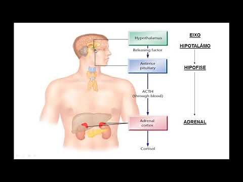 [AULA-RESUMO] EIXO HIPOTÁLAMO-HIPÓFISE-ADRENAL E A RESPOSTA FISIOLÓGICA DO ESTRESSE