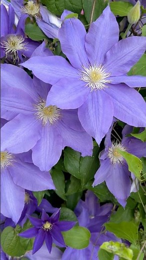Clematis, a perennial, is the most decorative and spectacular of all the flowering vines. #clematis