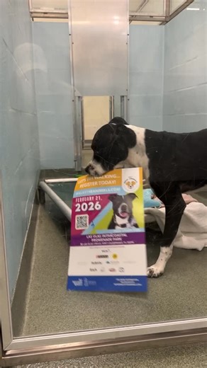 Humane Society of Broward County on Instagram: "Oh sweet Carmen 🥹 She’s saving her poster hoping she finds her forever family in time to walk alongside you at the VCA Walk for the Animals. 🐾 Have you spotted any of our Walk for the Animals banners around town? 🥰 A big thank you to our local businesses and generous sponsors who are helping make this event possible. 🙏 We’ve been seeing Walk for the Animals banners all over Fort Lauderdale, and it’s been exciting to see our community come toget