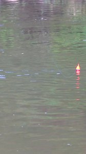 26K views · 457 reactions | Slow drain Big fight 壘 •••#bobberdown #steelhead #floatfishing #reelsfbシ #reelsviralシ #chrome #steelheadfishing #steelheading #steelheadmanifesto #reels #fishingreels #floatdrop #bobber #bobberfishing #trout #troutcandy #troutbum #riverfishing #creek #creekfishing #fishing #fishinglife #kingsalmon #troutfishing #fishingjunkie #fishofalifetime #fishingday #salmonfishing | SBS Outdoors | Facebook