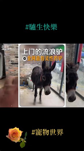 #熱門話題 #網路轉貼 #萬物皆有靈 #驢子 #寵物世界 淺遇深藏：生命最美的留白 人與人之間，有些相逢很深，有些相逢卻很輕。 有的人在生命裡停留很久，卻未必走進心裡； 有的人只是一瞬相遇，卻在歲月深處留下位置。 淺遇，是緣分的溫柔。 不必驚天動地，只在某個時刻相視一笑， 像風輕輕吹過湖面，留下淡淡漣漪。 深藏，是情感的修行。 不是佔有，不是執著， 而是把那份相遇安放在心底最安靜的地方。 不打擾，不遺忘。 人生最動人的，不是轟轟烈烈的故事， 而是那些未說盡的情意， 與歲月之間留下的一點空白。 淺淺遇見， 深深珍藏。 那一抹留白， 正是生命最美的風景。 🌿