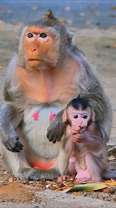 Watch happily to see smart adorable tiny baby lay down for asking milk from lovely mother smart baby | Monkey BC