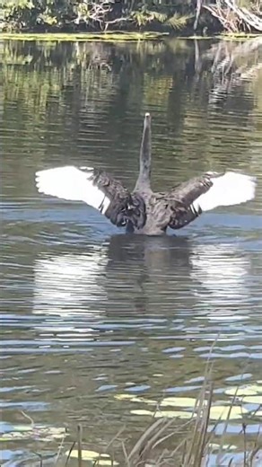 Swan Dance #swan #birds #birdwatching #birdlovers #wildlife #funnyanimals #animals #cuteanimals