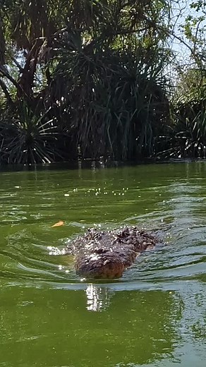 Final Thoughts? #crocwise | Savannah Boan