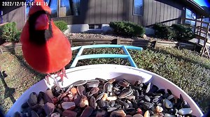 685K views · 50K reactions | Want to see backyard birds up close? Follow us and join the Backyard Bird Lovers group!  More than 5000 members shared their backyard birds already. https://www.facebook.com/groups/backyardbirdlovers | Birdfy by Netvue | Facebook