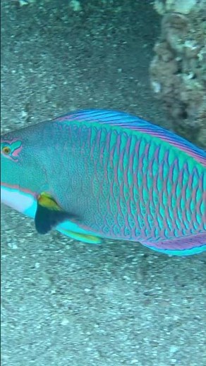🌊 Stunning Bicolor Parrotfish Up Close 🐠✨ Slow Motion Reef Beauty