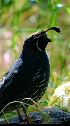California Quail – Tiny Birds, Big Personalities! #animalshorts