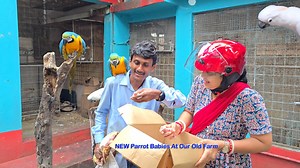 Time To Amazon Parrot Chicks Out Of The Nest Box / New Baby Bird At Our Old Farm. | Parrot Dipankar