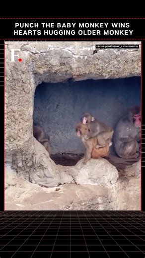 #FirstpostNews: Punch the Viral Baby Monkey Wins Hearts Hugging Older Monkey Punch, a baby macaque at Ichikawa City Zoo in Japan, was caught on video hugging an older monkey. The video comes as there were worries that Punch was struggling to fit in with the other monkeys. The baby monkey, who has stolen hearts worldwide, has been learning to bond with other macaques after being abandoned by his mother months ago. Punch, six months old, was born at the zoo near Tokyo last summer and found comfort