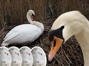 Types of Swan facts