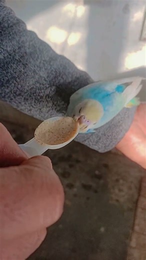 hand feeding to budgies parrot baby #babyparrot #birds #handfeeding #budgies