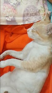 ইংরেজিতে ১২ মাসের নাম #funny #comedy #sorts #fun #newcomedy #itsmeissie #10mil #catvideos