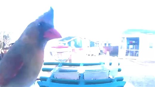 The northern cardinal (Cardinalis cardinalis), also commonly known as the common cardinal, red cardinal, or simply cardinal, is a bird in the genus Cardinalis. It can be found in southeastern Canada, through the eastern United States from Maine to Minnesota to Texas, New Mexico, southern Arizona, southern California and south through Mexico, Belize, and Guatemala. It is also an introduced species in a few locations such as Bermuda and all major islands of Hawaii since its introduction in 1929. I