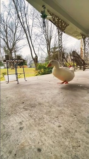 My Favorite Sound