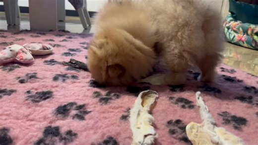 Chłopaki zajęci zabawą a ja szukaniem dla nich 🏡 #pomeranian #puppy #puppylove | Hodowla Puppy Love Yorkshire Terrier & Pomeranian
