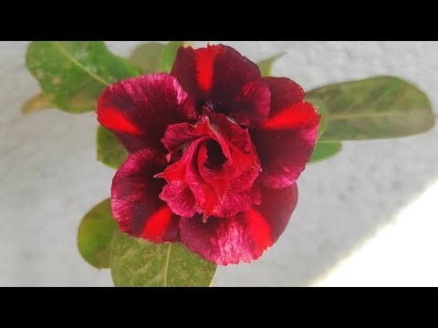 Adenium: The Most Beautiful Flower You've Never Heard Of