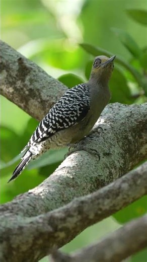 Tropical Woodpecker (Melanerpes rubricapillus) | BirdWhisper | Bahia de Banderas, Mexico