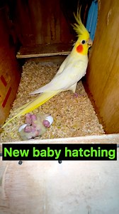 Cockatiels birds baby hatching 🐣 #Cockatiels #birds #love #viral #pets | Probashi birds lover