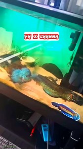 FH x Channa Tankmate test fail 🐟 #flowerhorn #channa #aquafranz #aquarium #monsterfish #fishkeeping | AquaFranz