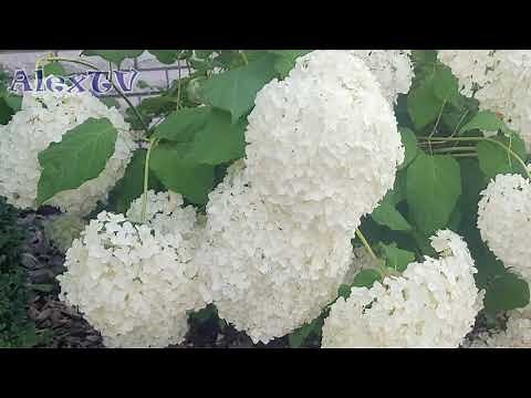 Pflegeleichte blühende winterharte Pflanzen.Hortensien weiß.Ansicht