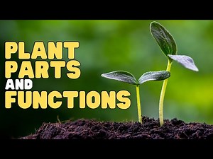 Plant Parts and Functions | Interactive | Learn about the parts of a plant - Videos For Kids