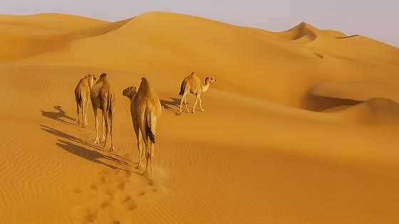 Caravan Journey Through the Arabian Desert in 4K