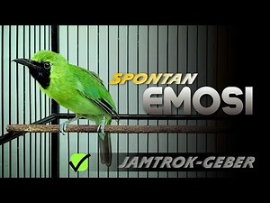 🔴SPONTAN EMOSI‼️CUCAK IJO GACOR JAMTROK GEBER-GEBER FULL TEMBAKAN