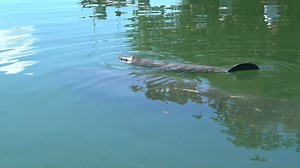 This recent Mother's Day, you may remember that two manatees were given a second chances at life. A pregnant manatee was rescued from a boat strike by Mote Marine Laboratory & Aquarium and FWC Fish and Wildlife Research Institute, and brought to our rescue center, where the manatee gave birth to a healthy calf. Over the past few weeks, our team successfully rehabilitated the mother from her injuries and she was deemed releasable. Yesterday, our rescue team was able to return mom with her calf ba