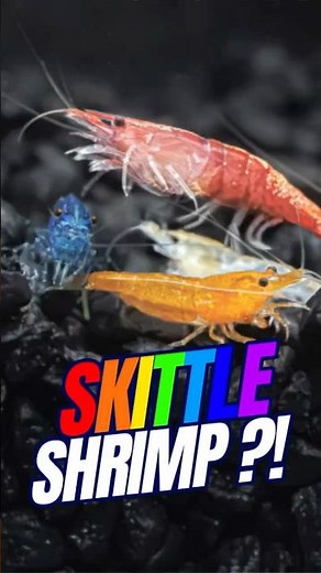 Surprising Colors of Neocaridina | Rainbow Shrimp